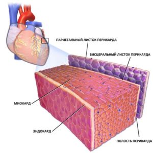 Оболочки сердца: перикард, миокард, эндокард