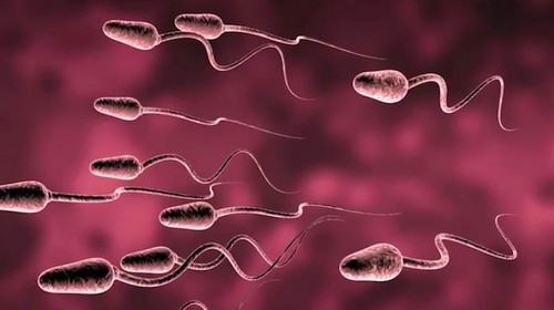 Сперматогенез при крипторхизме