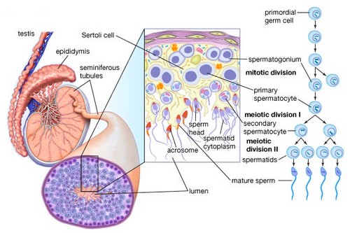 Схема сперматогенеза