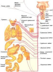 Блуждающий нерв и области его иннервации (схема)