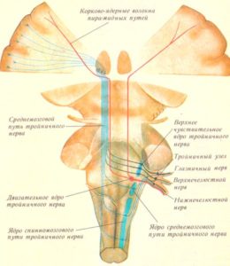 Ядра и центральные пути тройничного нерва