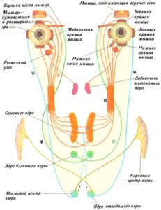 Иннервационная взаимосвязь мышц глаза