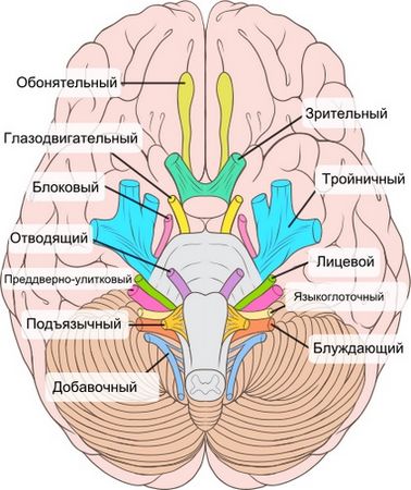 Карта черепных нервов