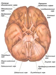 Основание головного мозга и черепные нервы