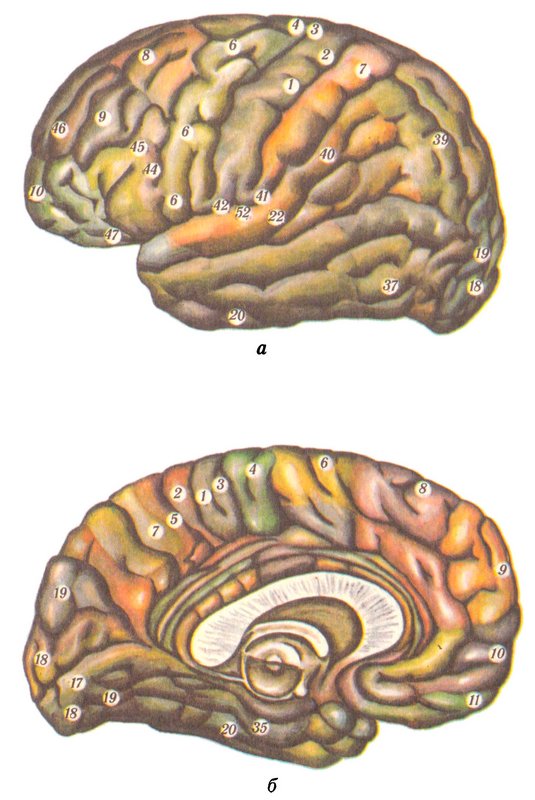 Поля коры головного мозга (по Бродману)