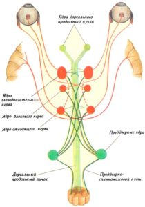 Система дорсального продольного пучка