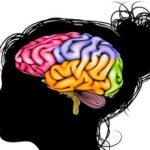 Кора головного мозга и высшие корковые функции