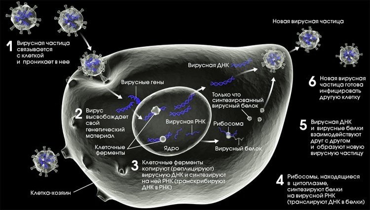 Схема патогенеза ВИЧ-инфекции