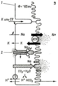 Схема движения ионов и воды через хориоидальное сплетение и Na-K-насос на апикальной поверхности хориоидального эпителия