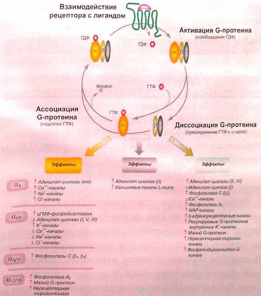 Активация и инактивация G-протеинов, связанных с клеточными гистаминовыми рецепторами
