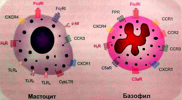Рецепторы тучных клеток и базофилов