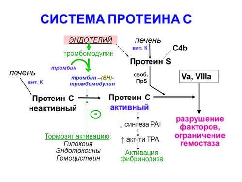 Схема системы протеина С