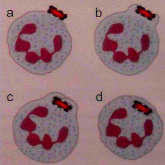 Этапы поглощения нейтрофилом микробной клетки