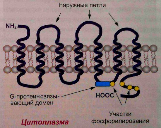 Структура хемотаксинового рецептора