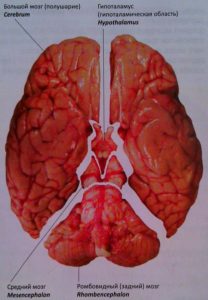 Головной мозг. Обзор отделов со стороны основания мозга