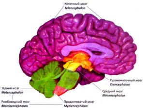 Отделы головного мозга. Медиальная поверхность