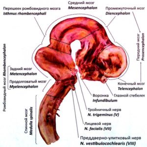 Стадия пяти мозговых пузырей (головной мозг эмбриона)